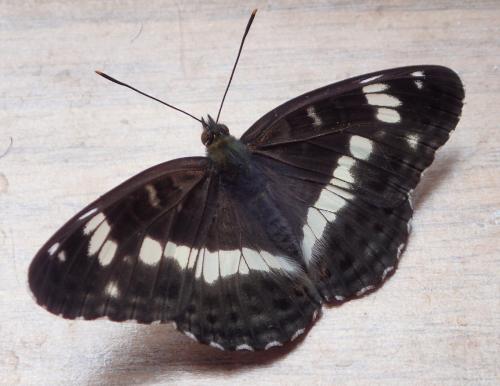 Réf. 235 530 : Limenitis camilla